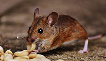 24 Hour & Emergency Exterminators in Annandale, VA